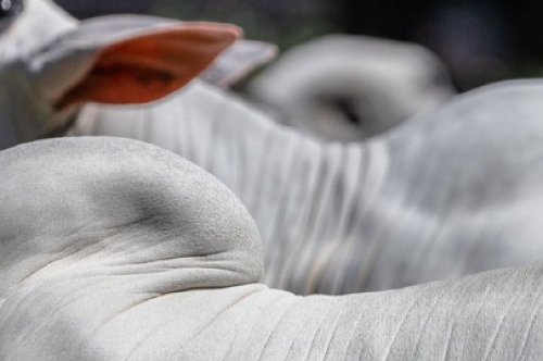 Bovino Cultura de Corte